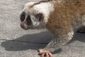 如此敏捷的蜂猴你见过吗？图片