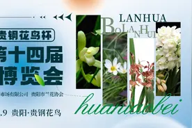 2025年“贵钢花鸟杯” 贵阳第十四届兰花博览会2月8日启幕图片