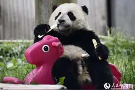 “六一”将至 看大熊猫花式“带娃”图片
