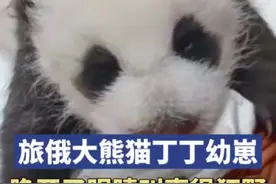 旅俄大熊猫丁丁幼崽小乌拉睁开眼睛，叫声很狂野图片