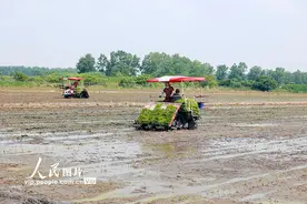 江苏泰州：杂交水稻实现父母本秧苗机械化移栽图片