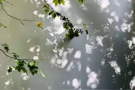 清明寄相思，我们听你说……图片