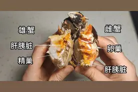 探“真”访谈：“注水”“打胶”“喂抗生素”……关于大闸蟹的传言能信吗？图片