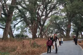 新春走基层|这个江南水乡，古树都戴上了“身份证”图片