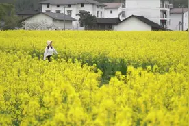 你有一份赏花攻略待查收！石柱2000亩油菜花海邀你打卡！图片