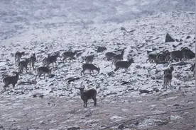 青海门源：冬日岗什卡雪峰图片