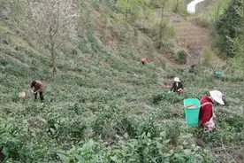 春天的第一抹“新绿” | 黄果树旅游区：茶产业带动村民增收致富图片