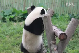 大熊猫幼仔努力玩单杠图片