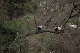 四川唐家河同一地，重现野生大熊猫“走婚”奇景图片