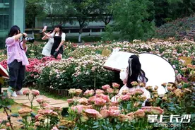 组图｜夏日花更艳 浪漫玫瑰开满园图片