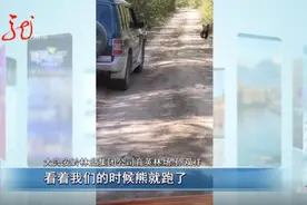 护林员一天两遇黑熊，“人不犯熊，熊不犯人”图片