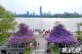 紫藤与紫峰大厦浪漫同框！南京这处赏花机位绝美图片
