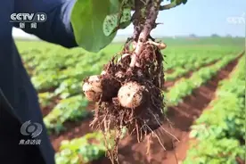 助力南北双丰收！“北薯南种”打通了这条产业链图片