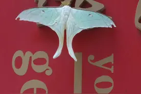 是蛾还是蝶？福州一医院现“不明生物”！自然观察爱好者来揭秘→图片