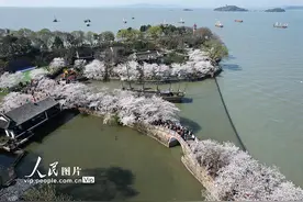 江苏无锡：鼋头渚樱花开图片