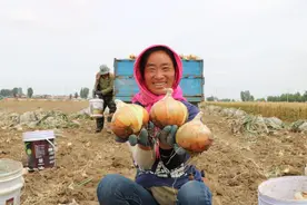6万多吨！平度市仁兆镇8000亩地标产品圆葱靓丽上市图片