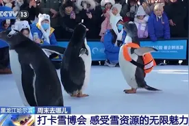 羡慕哭了！小砂糖橘“二刷”尔滨碰见“值班”的企鹅了图片
