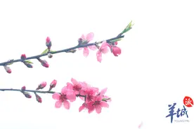 【图集】河源：万亩桃花，红遍连平图片
