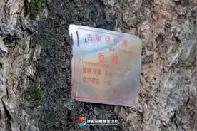 建阳：一树一档  为古树撑起“保护伞”图片