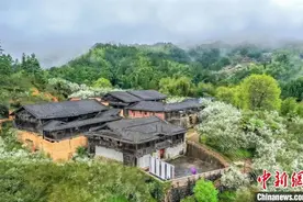 乡约福建：闽侯廷坪枳壳花开 乡村旅游引客来图片