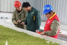 咸丰御硒源：蛇年第一锅春茶抢鲜出炉图片