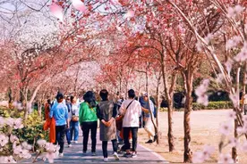 郑州周末15℃+！这6个适合赏花的公园不容错过图片