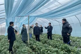更能抗风雪，新的大棚建设标准出台图片