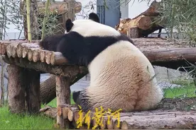世界睡眠日，动物们秀出花式睡姿 | 新黄河镜相图片