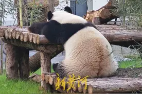 世界睡眠日，动物们秀出花式睡姿 | 新黄河镜相图片