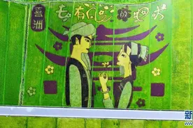 云南大理喜洲镇：“去有风的地方”稻田画迎最佳观赏期图片