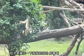 果然视频丨动物视界97——可爱呆萌的松鼠猴，“轻功”很厉害图片
