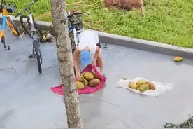 台风过后海南人在路边捡椰子图片