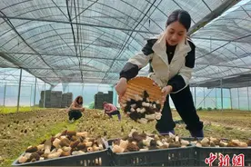 （乡村行·看振兴）江西修水解锁农业发展新模式 助力农户喜增收图片