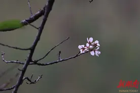 奇！樱花二度开图片