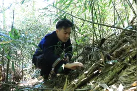 走，带上你上山采火烧笋图片