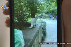 小区里捡到它，主人的做法她不认可，她的做法主人说“自己感动自己”图片