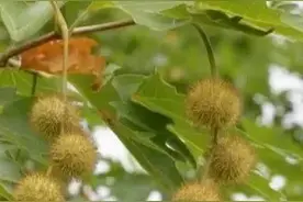 春暖花开鼻子痒怎么办？图片