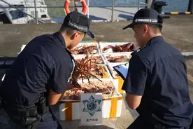 澳门海关截获10箱活龙虾，3名内地居民涉案！部分已有异味图片
