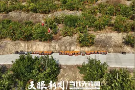 安龙：沃柑迎来采摘季图片