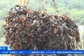 一天上岸10000吨！福建连江超十万亩海带迎采收季，超壮观→图片