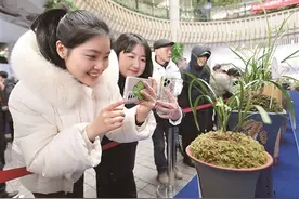 幽幽兰香  盈盈满城（一朵花读懂一座城）图片