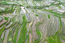贵州从江：初夏时节梯田美图片