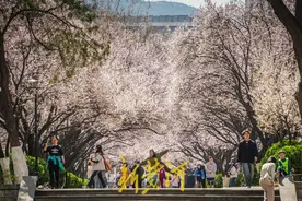 山师“樱花大道”迎来紫叶李盛花期图片