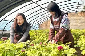 洛阳：年宵花市场趋热 催花牡丹开出“富民花”图片