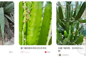厦门园林植物园仙人掌被刻“到此一游”，园方回应图片