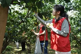 江苏涟水：乡间有梦，志愿助农“梨”盛开图片