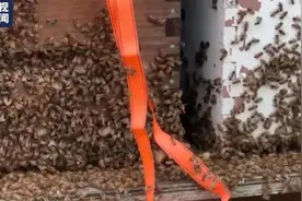 加拿大一卡车行驶时掉落蜂箱 约500万只蜜蜂飞出图片