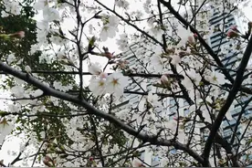 武汉最美樱花季来临，医生提醒：花粉过敏者赏花应做好防护，避免花粉浓度高峰期出行图片