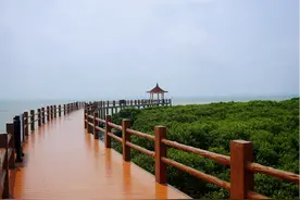 湛江霞山特呈岛：生态风光与文化底蕴共赏，看古老岛屿的文旅新样貌图片