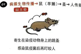 危险 再萌也不要碰！国家卫健委紧急提醒：土拨鼠也传播鼠疫图片